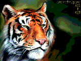 ady-tiger.jpg