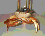 bj-crab.jpg