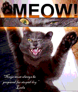 nd_meow.jpg