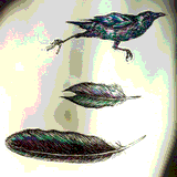 THERESA_OBORN-CROW_FEATHERS.JPG