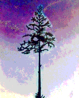 MYTHICAL_MAN-TREETOP.JPG