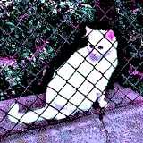 MY_LIFE_COMPUTERIZED-WHITE_CAT.JPG