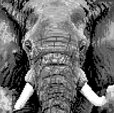 BHAAL-SPAWN-PACHYDERM.JPG